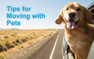 Tips for moving with pets in Colorado