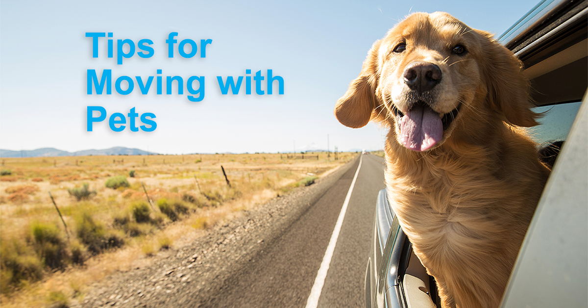 Tips for moving with pets in Colorado