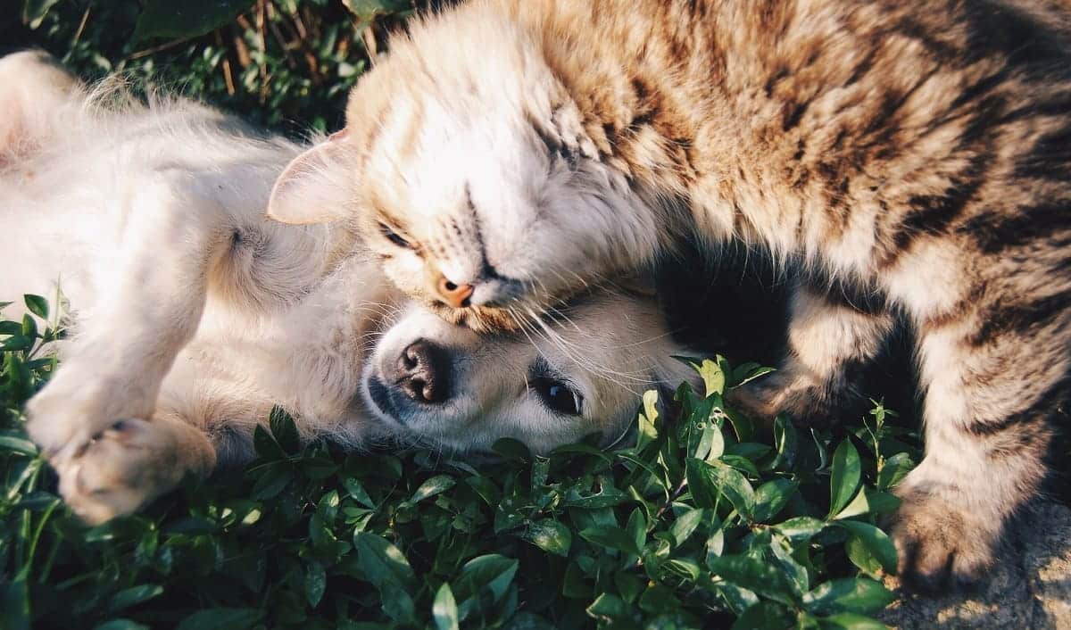 cat and puppy snuggling