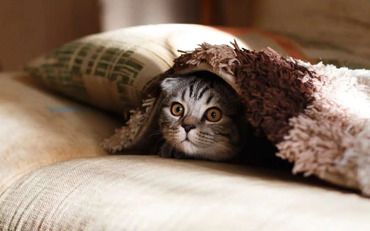 cat under a blanket appliances on counter