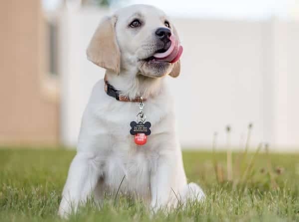 puppy with ID tags