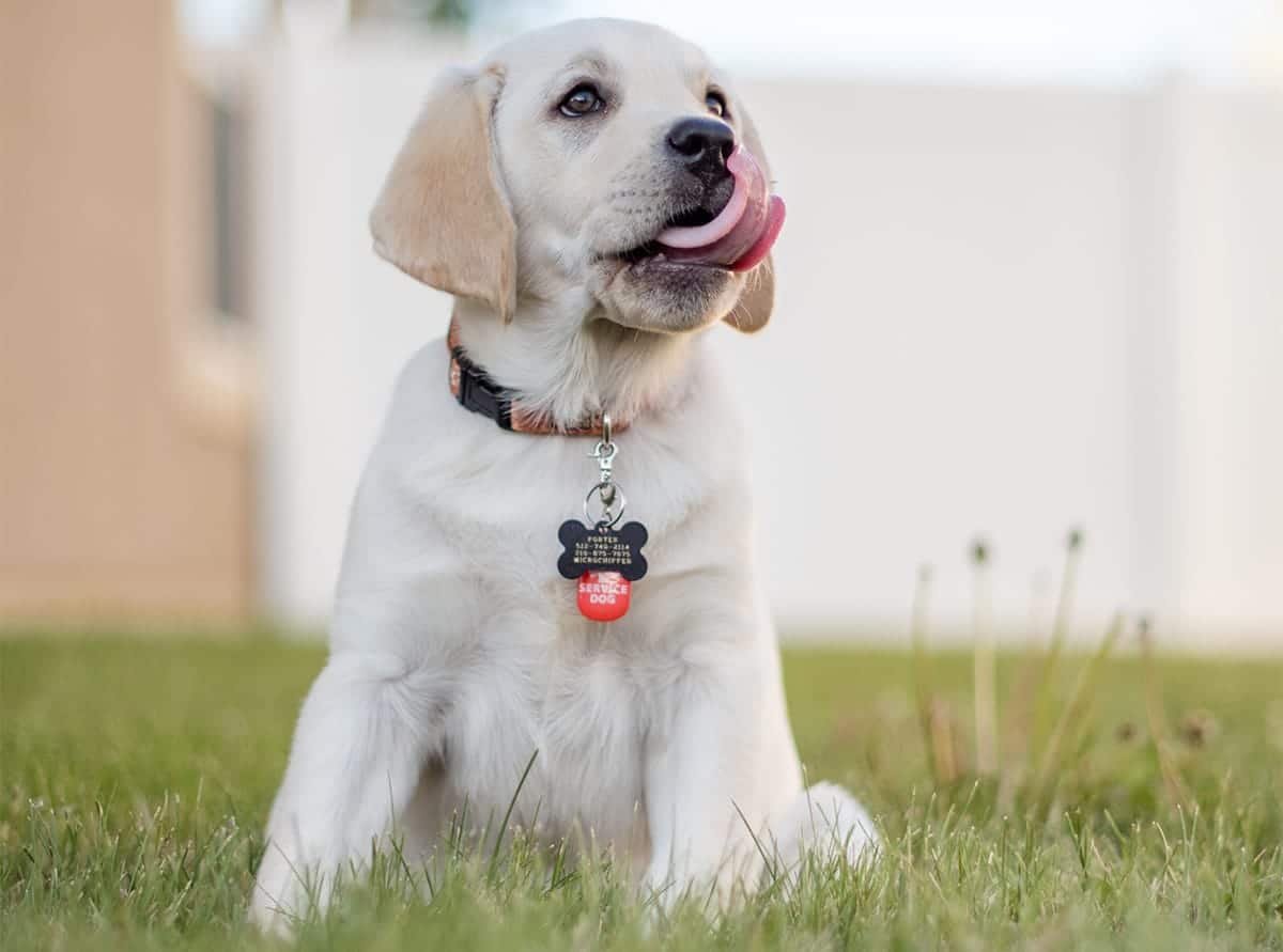 puppy with ID tags