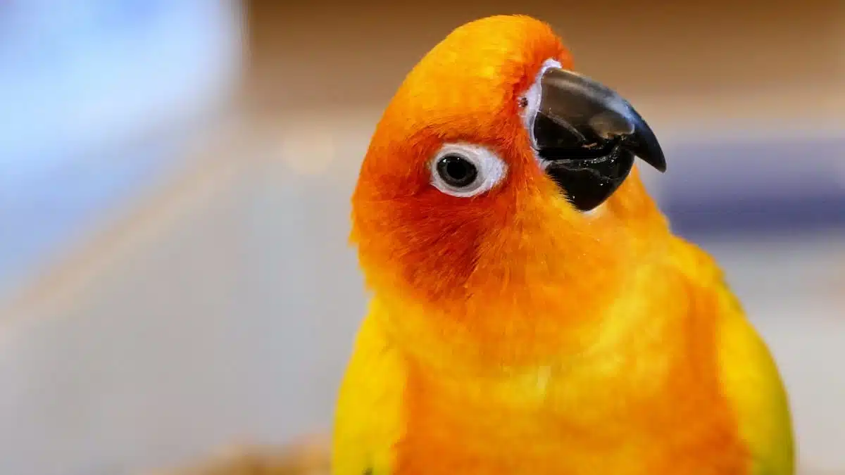 sun conure in a house sun conure in a house