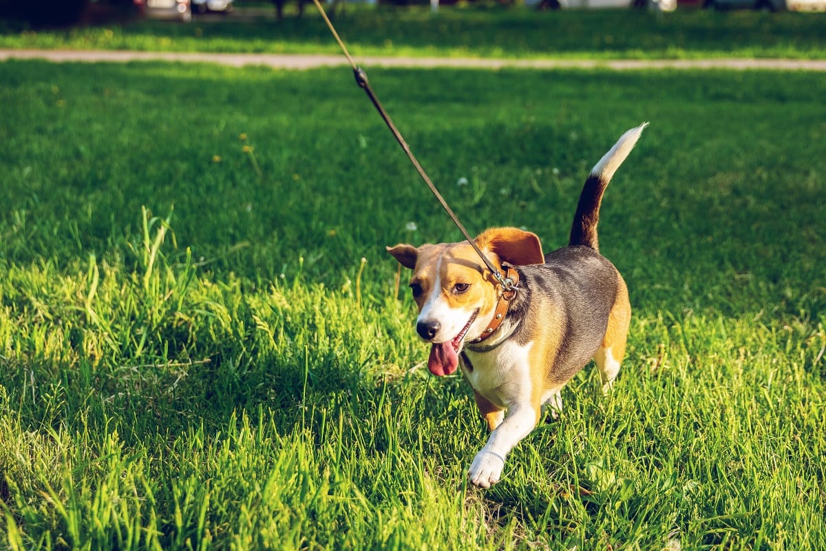 taking a dog for a walk