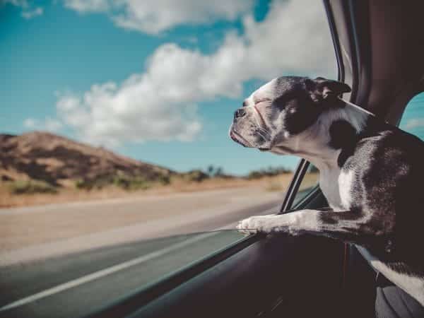 travelling with a dog