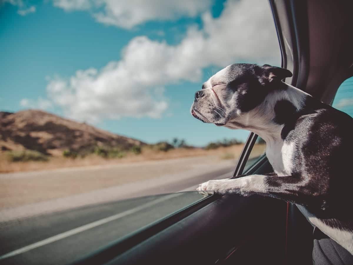 travelling with a dog travelling with a dog